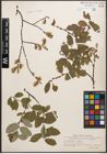 Foto von Salix caprea L. x Salix repens L.